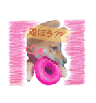 柴犬ハク（個別スタンプ：1）