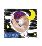 柴犬ハク（個別スタンプ：3）