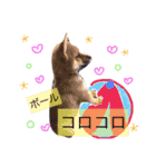 柴犬ハク（個別スタンプ：5）