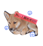 柴犬ハク（個別スタンプ：6）
