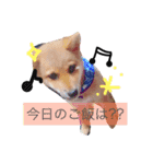 柴犬ハク（個別スタンプ：7）