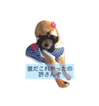 柴犬ハク（個別スタンプ：8）