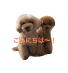 トイプードルのアポコロちゃん。あいさつ編（個別スタンプ：2）
