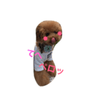 トイプードルのアポコロちゃん。あいさつ編（個別スタンプ：8）