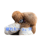 トイプードルのアポコロちゃん。あいさつ編（個別スタンプ：12）