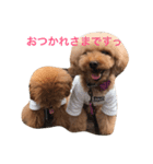 トイプードルのアポコロちゃん。あいさつ編（個別スタンプ：13）
