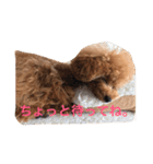 トイプードルのアポコロちゃん。あいさつ編（個別スタンプ：14）