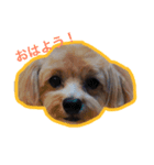 よるぺぺ（個別スタンプ：1）