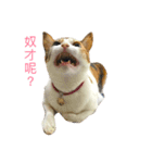 Dada's daily（個別スタンプ：2）