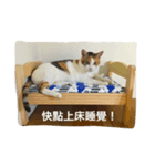 Dada's daily（個別スタンプ：6）