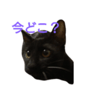 my CAT nhnh（個別スタンプ：2）