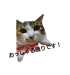 my CAT nhnh（個別スタンプ：4）