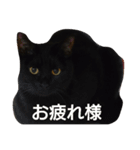 my CAT nhnh（個別スタンプ：6）