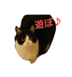 my CAT nhnh（個別スタンプ：7）