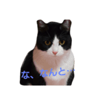 my CAT nhnh（個別スタンプ：8）