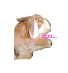 ピョン吉くんの日常（個別スタンプ：1）