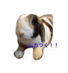 ピョン吉くんの日常（個別スタンプ：4）