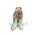 ピョン吉くんの日常（個別スタンプ：6）
