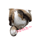 ピョン吉くんの日常（個別スタンプ：7）