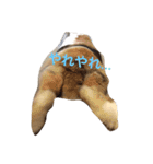 ピョン吉くんの日常（個別スタンプ：13）