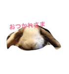 ピョン吉くんの日常（個別スタンプ：15）