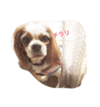 キャバリア ミルキー（個別スタンプ：5）