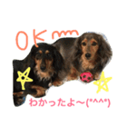 モカココ ダックス1（個別スタンプ：2）