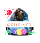 モカココ ダックス1（個別スタンプ：3）