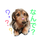 モカココ ダックス1（個別スタンプ：5）