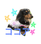 モカココ ダックス1（個別スタンプ：7）