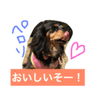 モカココ ダックス1（個別スタンプ：10）