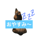 モカココ ダックス1（個別スタンプ：11）
