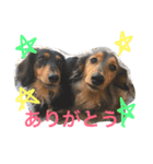 モカココ ダックス1（個別スタンプ：14）
