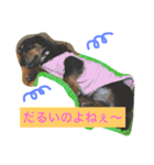 モカココ ダックス1（個別スタンプ：15）