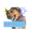 モカココ ダックス1（個別スタンプ：16）