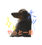 モカココ ダックス1（個別スタンプ：17）
