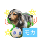 モカココ ダックス1（個別スタンプ：18）