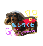モカココ ダックス1（個別スタンプ：21）
