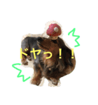 モカココ ダックス1（個別スタンプ：22）