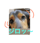 モカココ ダックス1（個別スタンプ：27）