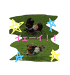 モカココ ダックス1（個別スタンプ：29）