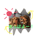モカココ ダックス1（個別スタンプ：31）