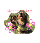 モカココ ダックス1（個別スタンプ：32）