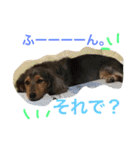 モカココ ダックス1（個別スタンプ：33）