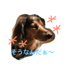 モカココ ダックス1（個別スタンプ：34）