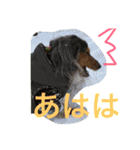 モカココ ダックス1（個別スタンプ：39）