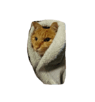 ねこのトラジン（個別スタンプ：1）