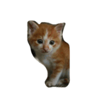 ねこのトラジン（個別スタンプ：8）