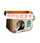 ダックス＆ポメラニアン（個別スタンプ：1）