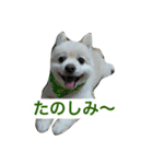 ダックス＆ポメラニアン（個別スタンプ：4）